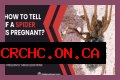 Discover The Fascinating World Of Pregnant House Spiders